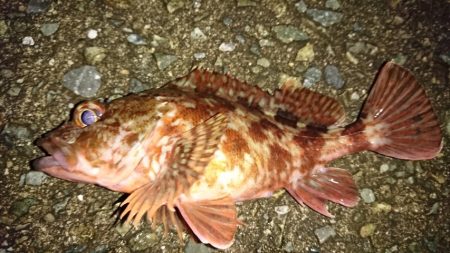 ガシラの魚影濃い